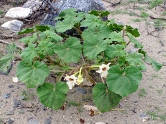 Craniolaria integrifolia