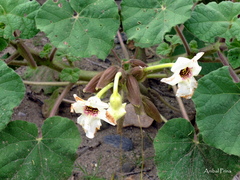 Craniolaria integrifolia