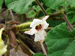 Craniolaria integrifolia
