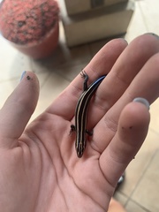 Plestiodon fasciatus