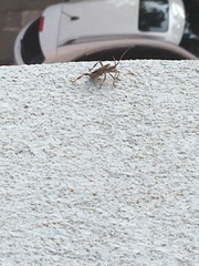 Leptoglossus clypealis