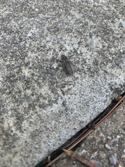 Naupactus leucoloma