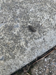 Naupactus leucoloma