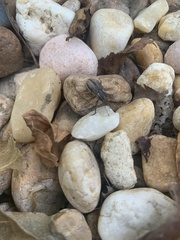 Naupactus leucoloma