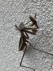 Tenodera sinensis