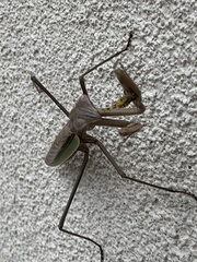 Tenodera sinensis