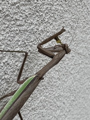 Tenodera sinensis