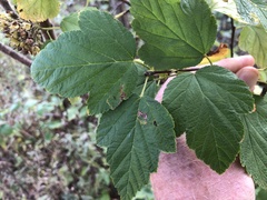 Physocarpus intermedius