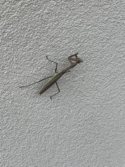 Tenodera sinensis