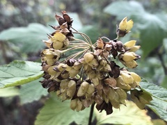 Physocarpus intermedius