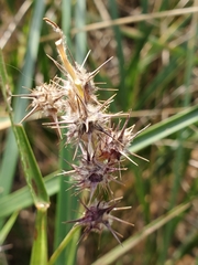 Cenchrus tribuloides