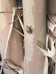 Cicadinae