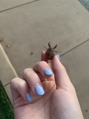 Cicadinae
