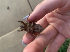 Cicadinae