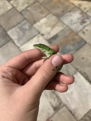 Anolis carolinensis