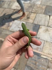 Anolis carolinensis