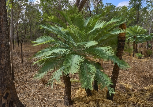 Cycad (Cycas calcicola)