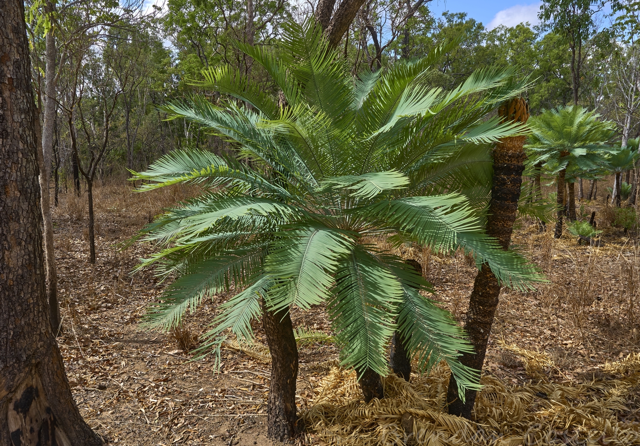 【希少】Cycas calcicola サイカス　カルキコラ 希少】Cycas calcicola サイカス カルキコラ - メルカリ