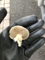 Lactifluus hygrophoroides