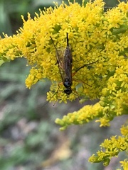 Pimpla pedalis
