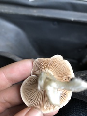 Lactifluus hygrophoroides