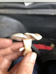 Lactifluus hygrophoroides