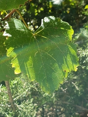 Vitis monticola
