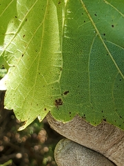 Vitis monticola