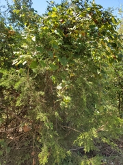 Vitis monticola