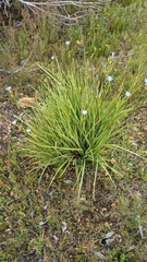 Orthrosanthus multiflorus