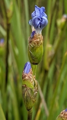 Orthrosanthus multiflorus