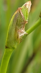 Orthrosanthus multiflorus