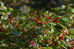 Ilex laevigata