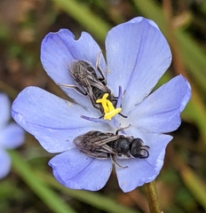 Orthrosanthus multiflorus