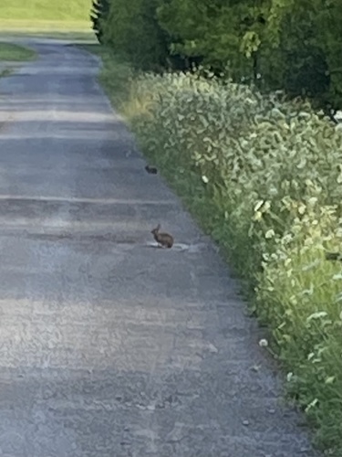 Eastern Cottontail photographed in Kentucky