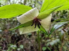Trillium rugelii