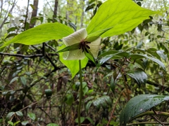 Trillium rugelii