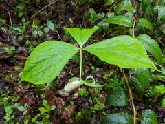 Trillium rugelii