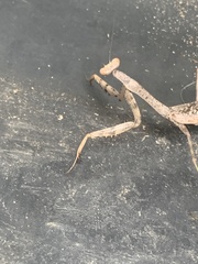 Stagmomantis carolina