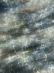 Senecio crassiflorus