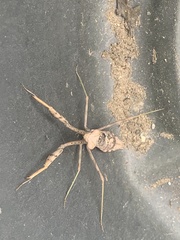 Stagmomantis carolina