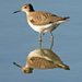 Eastern Solitary Sandpiper - Photo (c) vankoughnetgirl, some rights reserved (CC BY-NC)