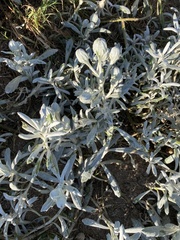 Senecio crassiflorus