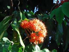 Saraca