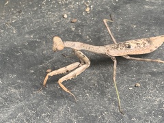 Stagmomantis carolina