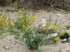 Erythrostemon exilifolius