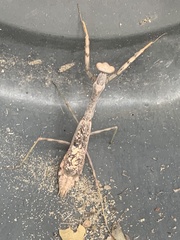 Stagmomantis carolina