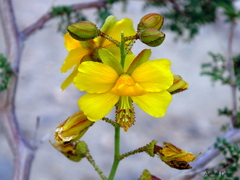 Erythrostemon exilifolius