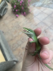 Anolis carolinensis
