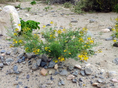 Erythrostemon exilifolius
